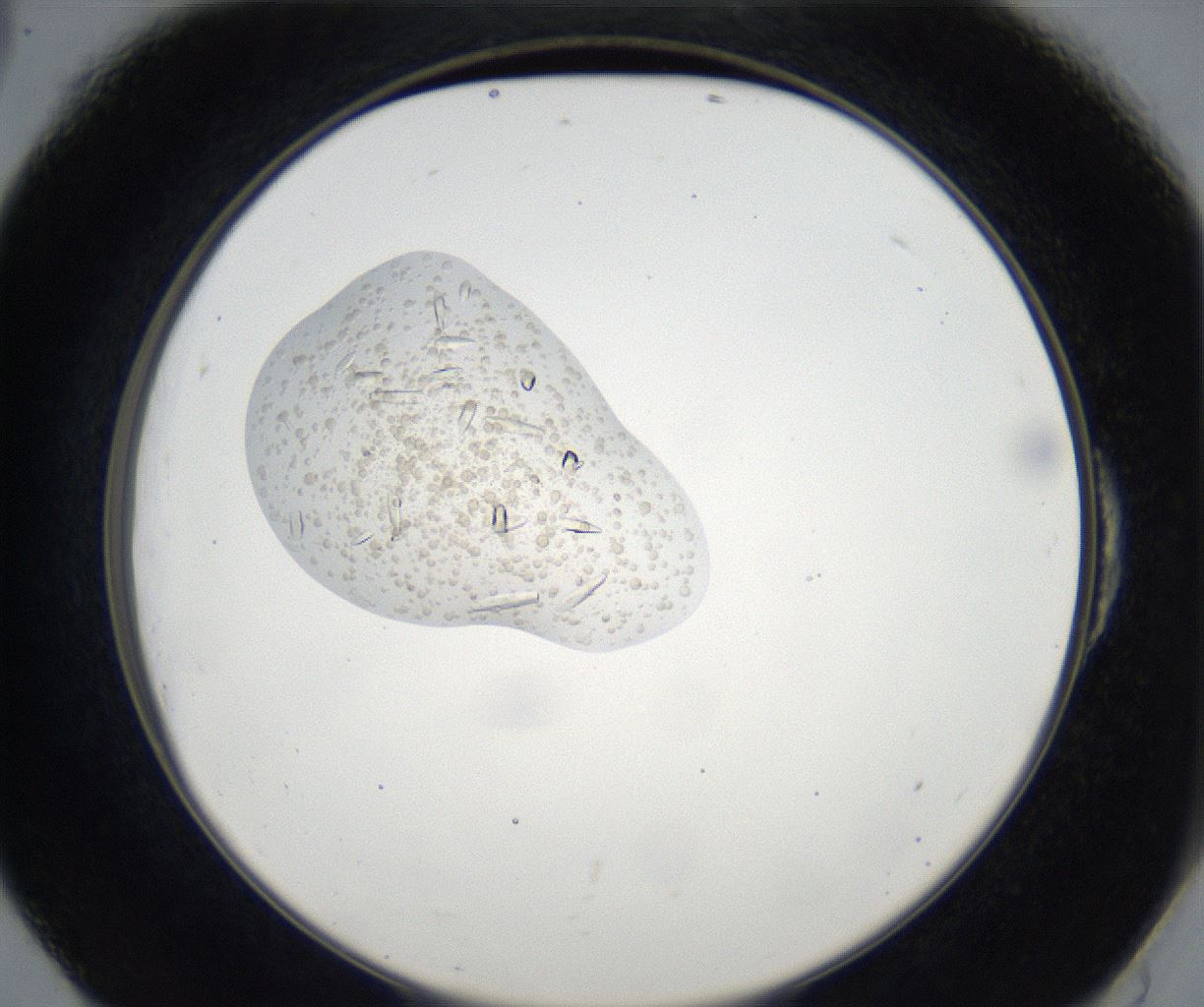 folderID63_plateID2063_batchID9501_wellNum54_profileID1_d2_r142377_ef.jpg