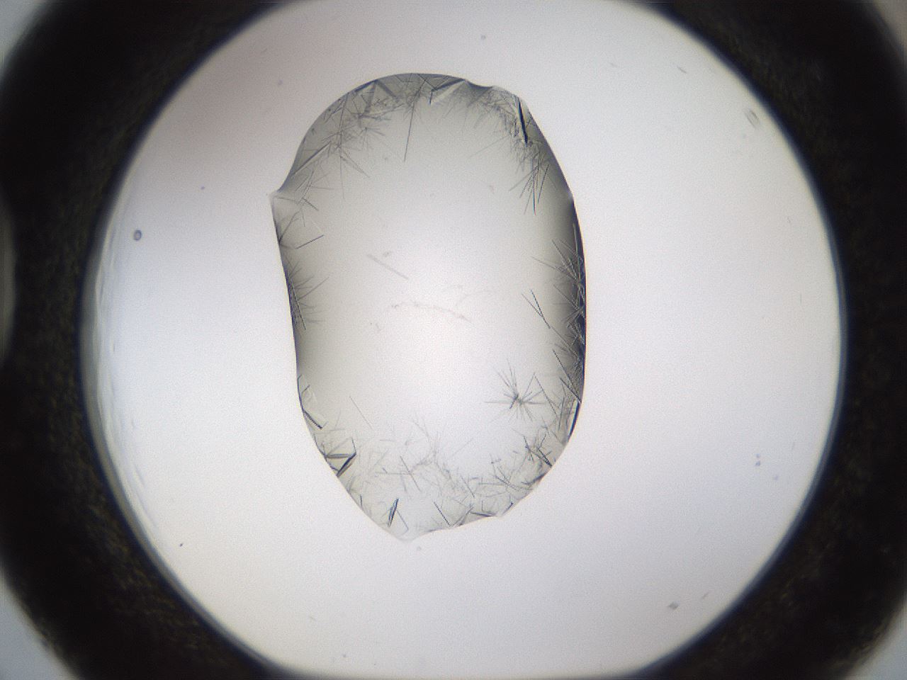 folderID635_plateID2635_batchID13214_wellNum39_profileID1_d1_r210614_ef.jpg