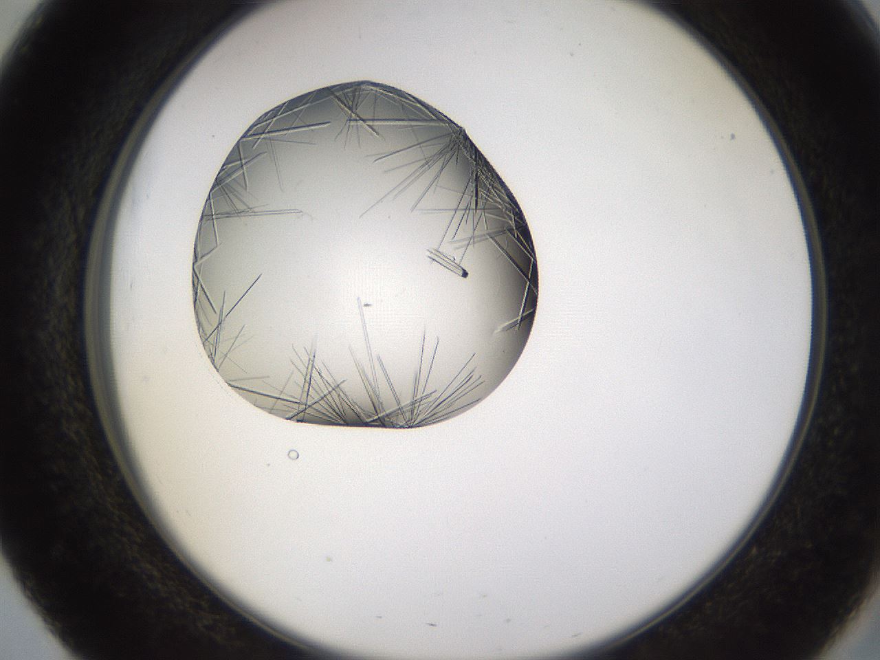 folderID635_plateID2635_batchID13214_wellNum51_profileID1_d2_r210639_ef.jpg
