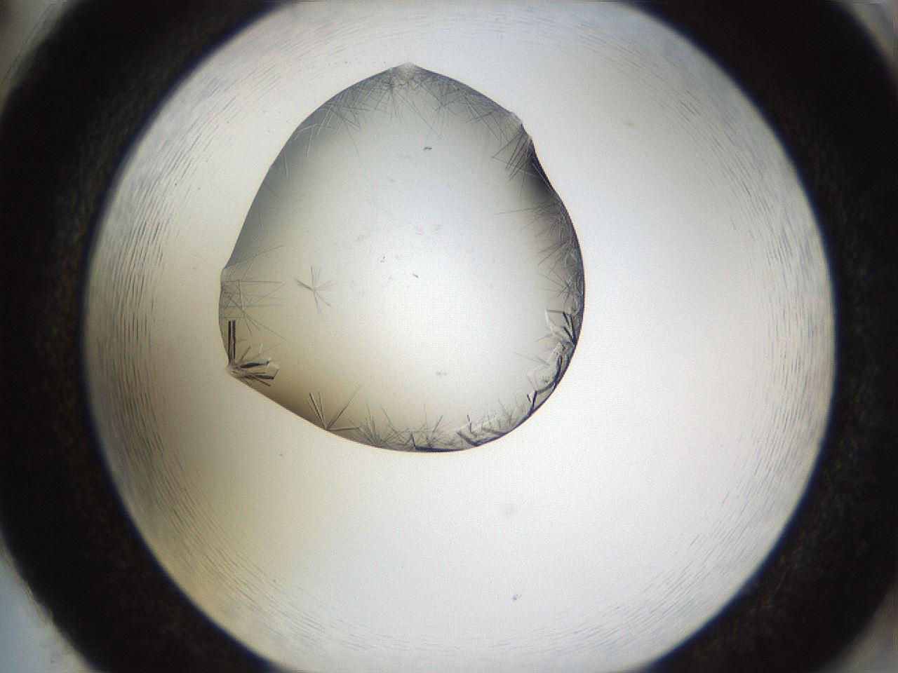 folderID635_plateID2635_batchID13214_wellNum86_profileID1_d2_r210709_ef.jpg