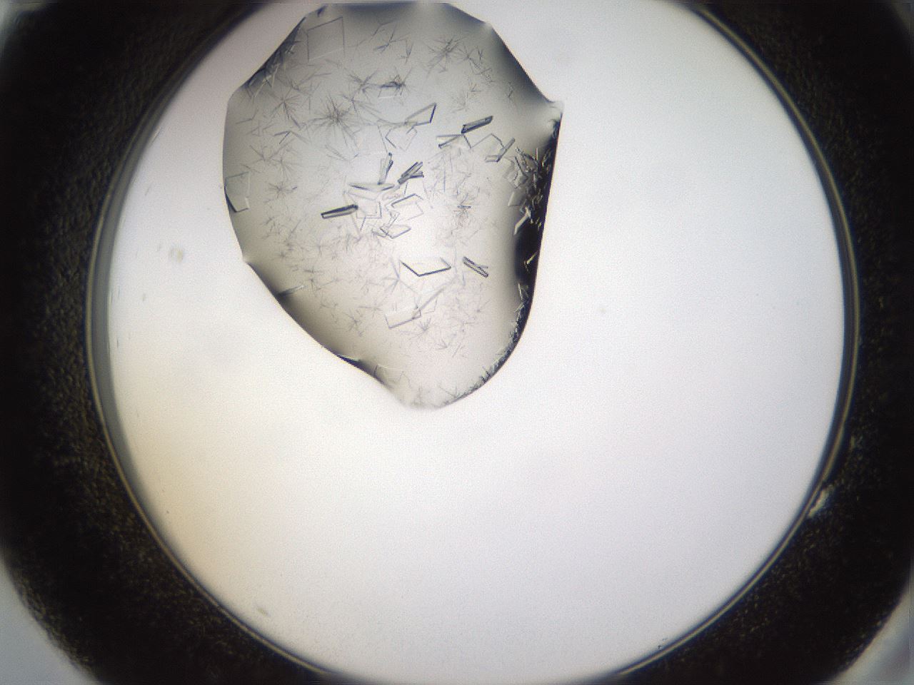 folderID648_plateID2648_batchID13239_wellNum83_profileID1_d2_r210895_ef.jpg