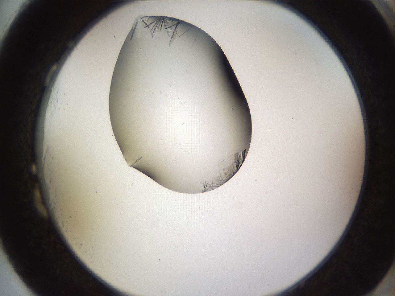 folderID648_plateID2648_batchID13239_wellNum87_profileID1_d2_r210903_ef.jpg