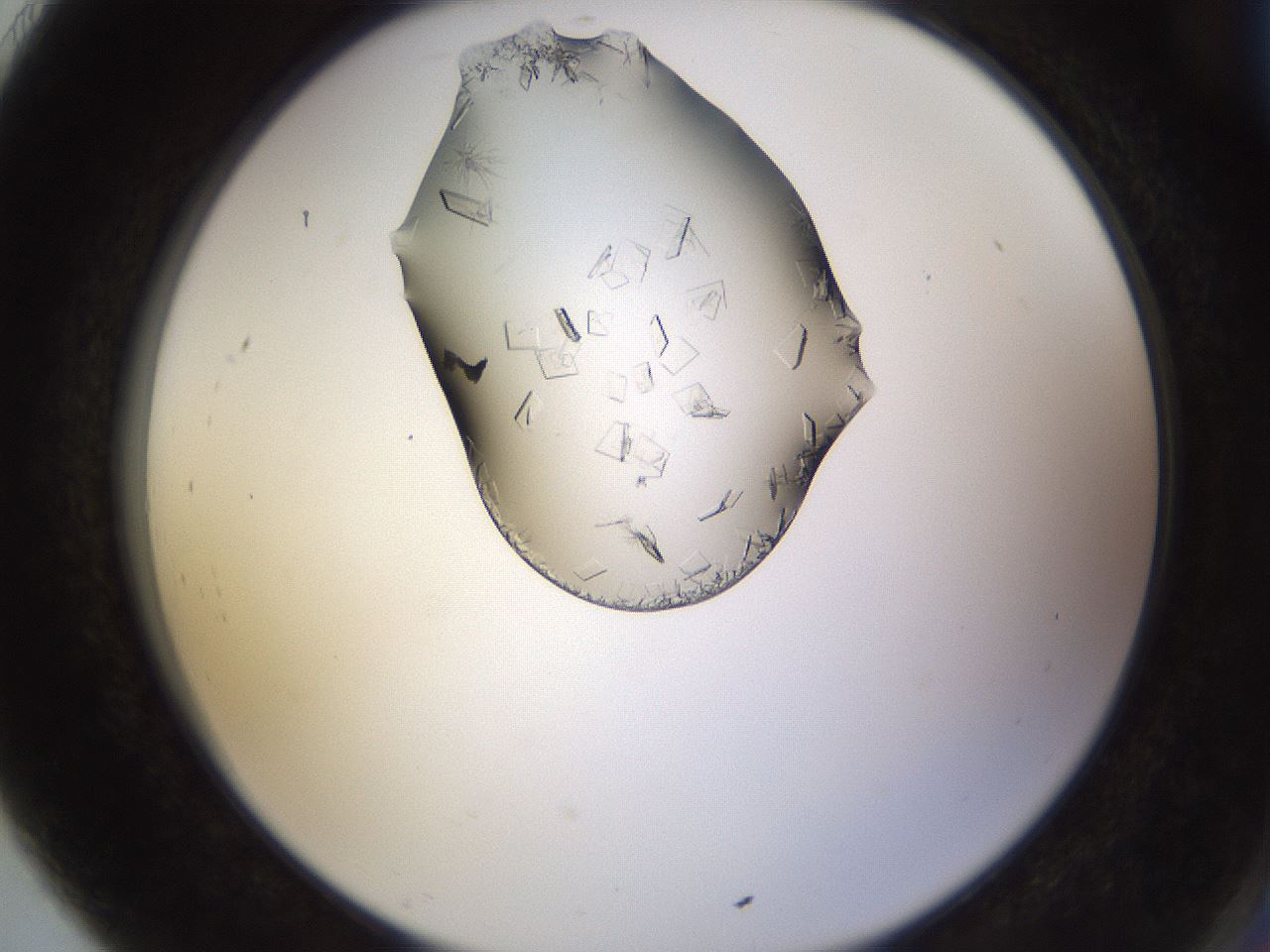 folderID648_plateID2648_batchID13239_wellNum91_profileID1_d2_r210911_ef.jpg