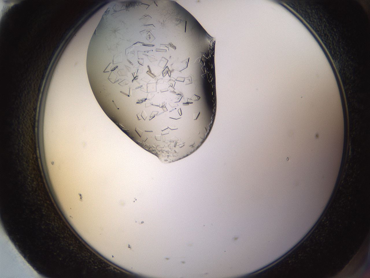 folderID648_plateID2648_batchID13239_wellNum95_profileID1_d2_r210919_ef.jpg