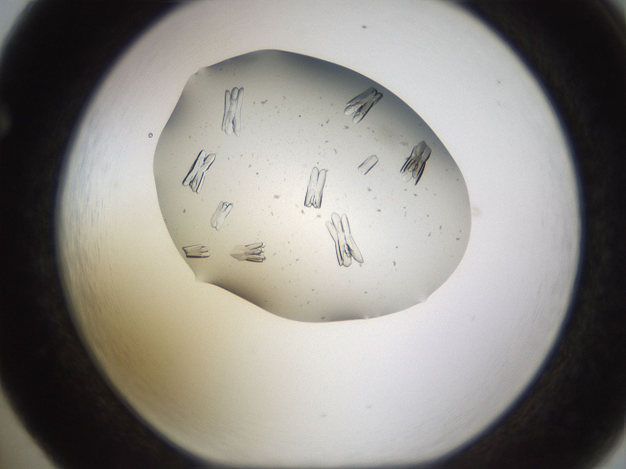 folderID651_plateID1651_batchID6911_wellNum65_profileID1_d1_r110365_ef.jpg