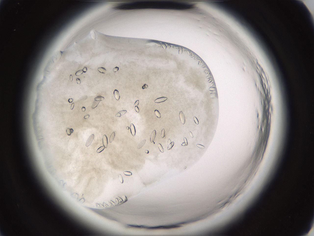 folderID661_plateID1661_batchID6958_wellNum13_profileID1_d2_r110448_ef.jpg