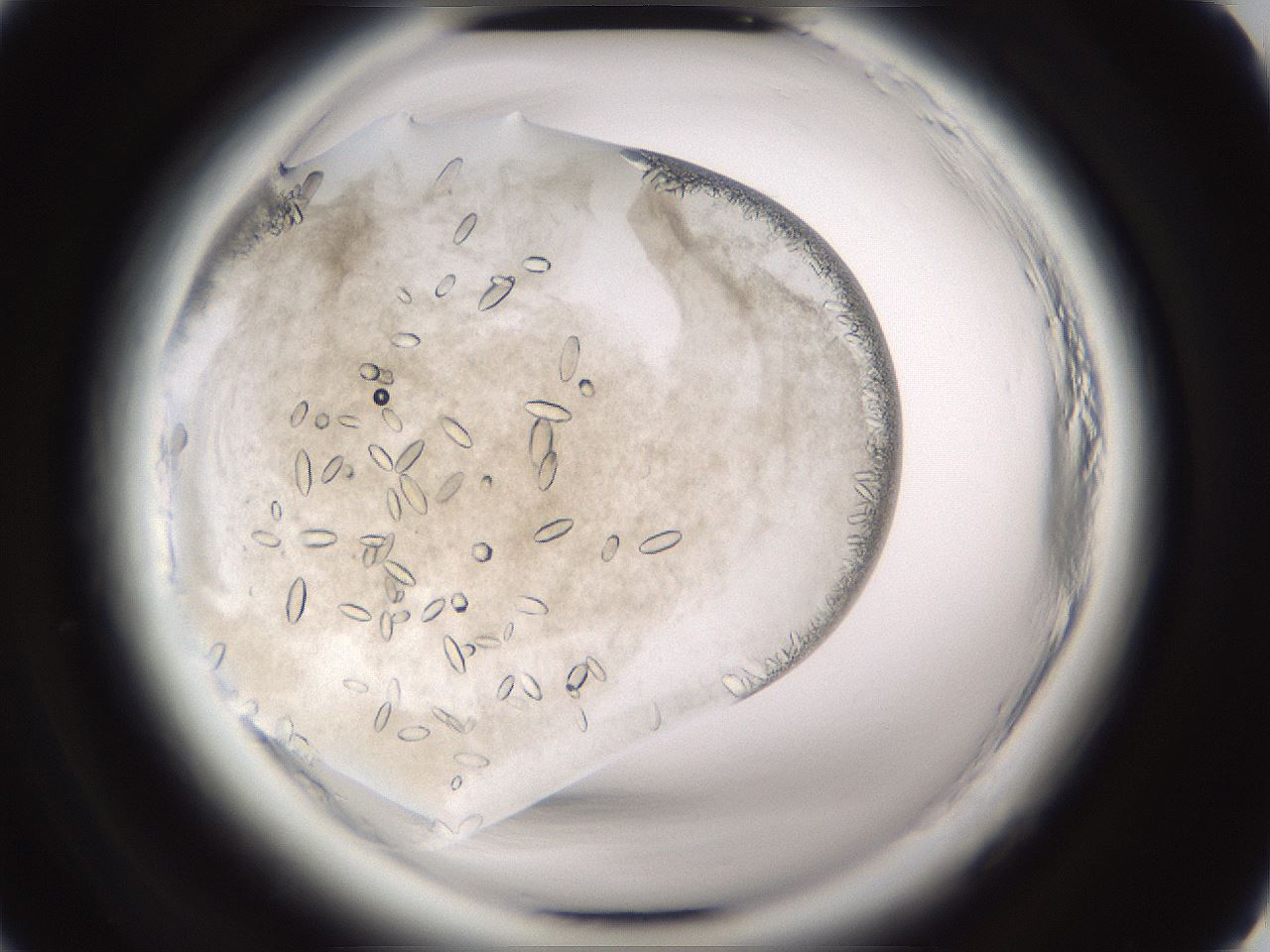 folderID661_plateID1661_batchID6958_wellNum14_profileID1_d2_r110451_ef.jpg