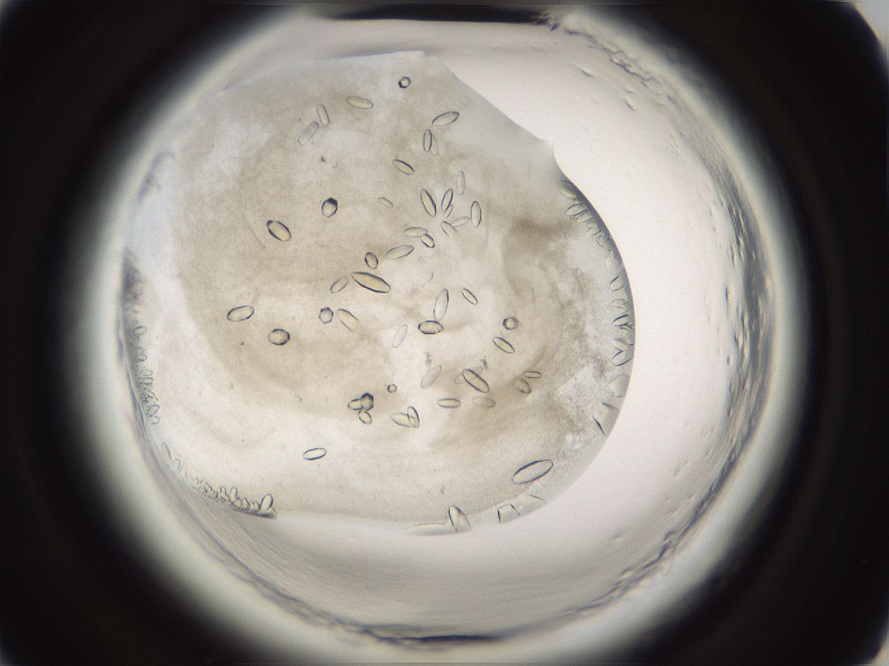 folderID661_plateID1661_batchID6958_wellNum27_profileID1_d2_r110481_ef.jpg