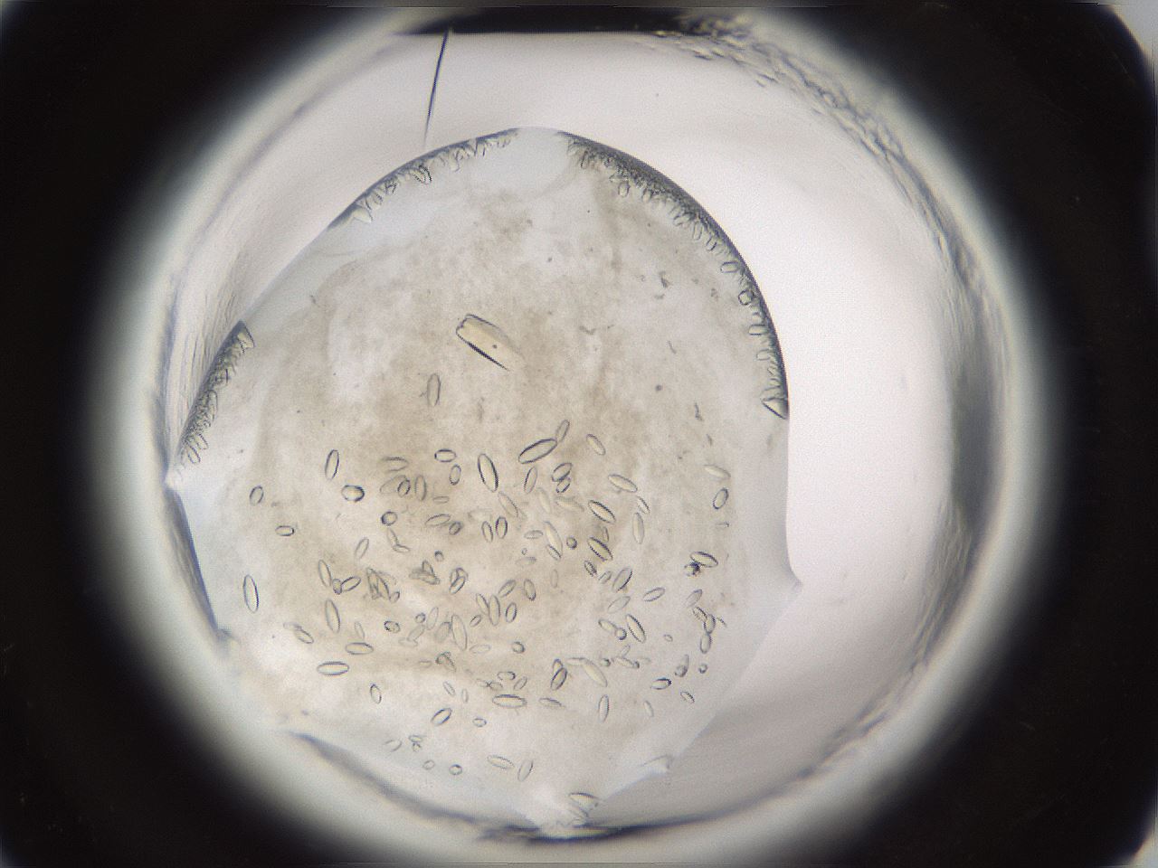 folderID661_plateID1661_batchID6958_wellNum28_profileID1_d2_r110484_ef.jpg