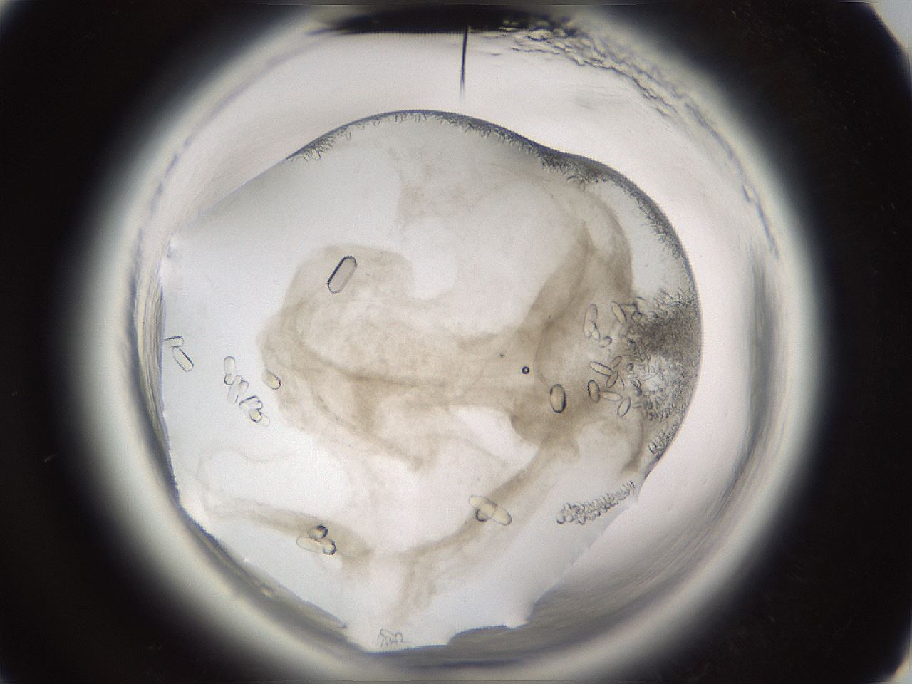 folderID661_plateID1661_batchID6958_wellNum28_profileID1_d3_r110485_ef.jpg