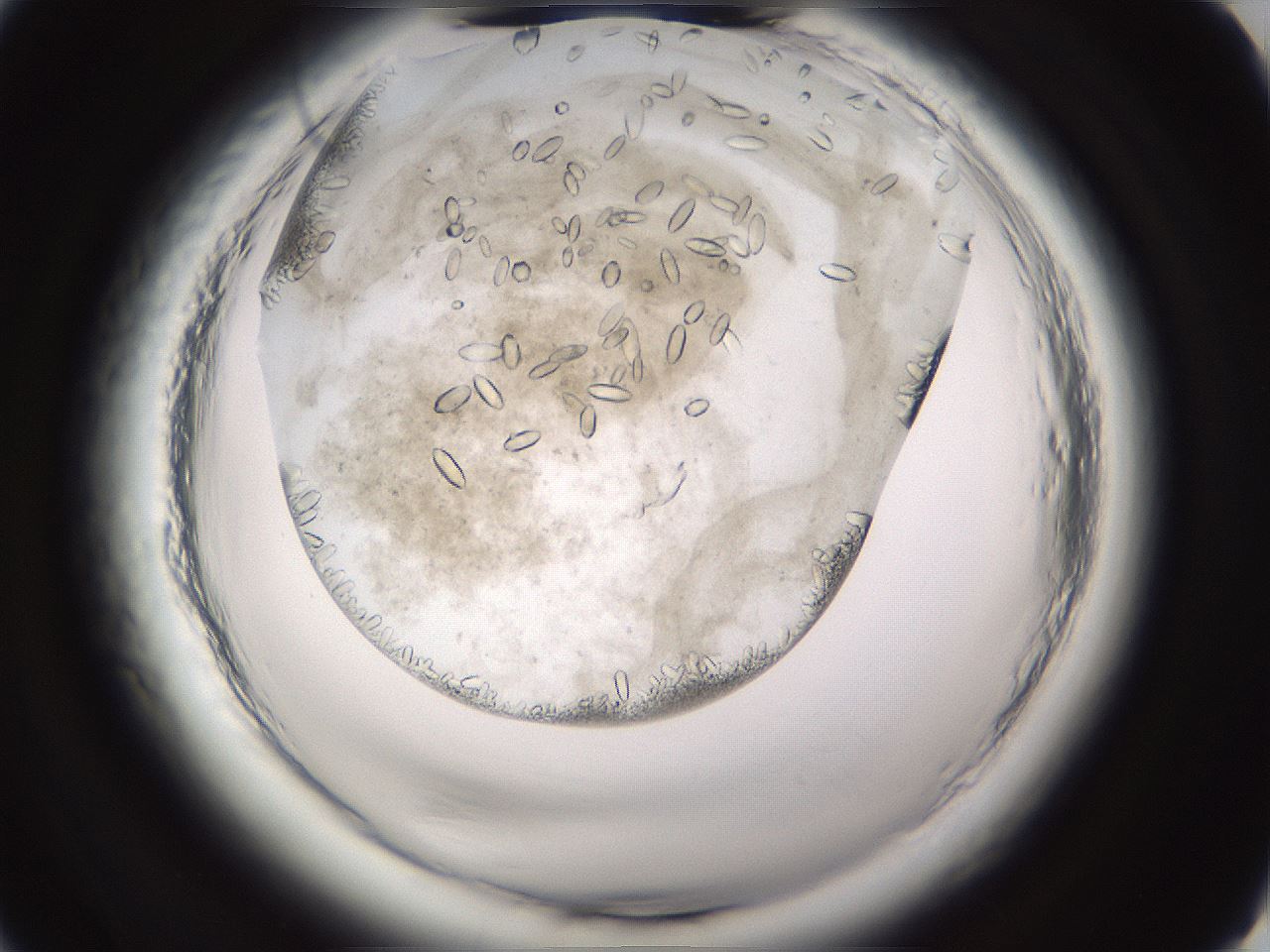 folderID661_plateID1661_batchID6958_wellNum2_profileID1_d2_r110640_ef.jpg
