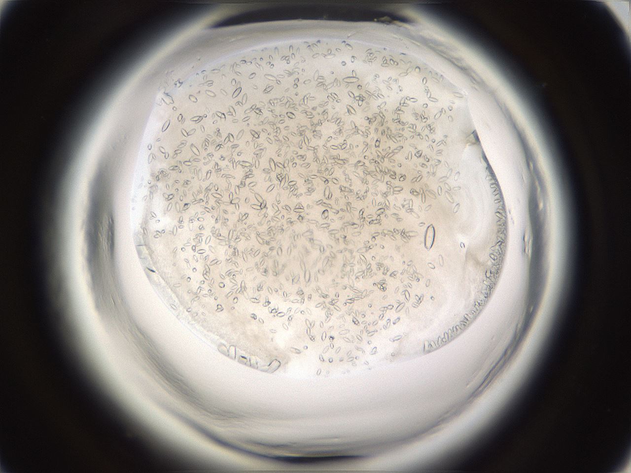 folderID661_plateID1661_batchID6958_wellNum43_profileID1_d1_r110519_ef.jpg
