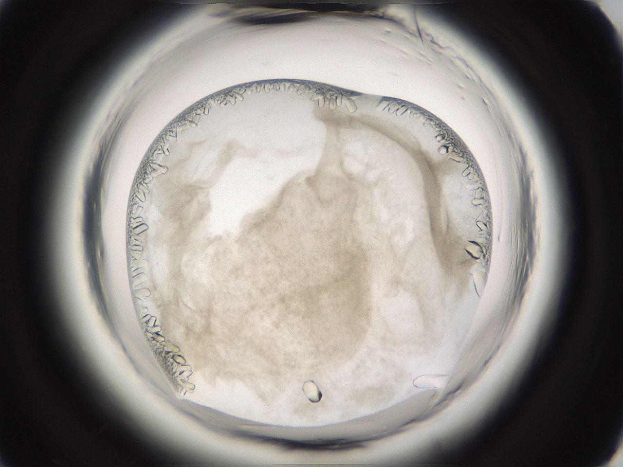 folderID661_plateID1661_batchID6958_wellNum49_profileID1_d2_r110529_ef.jpg