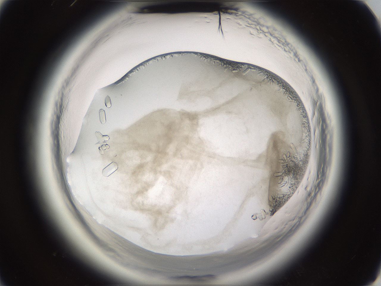 folderID661_plateID1661_batchID6958_wellNum52_profileID1_d3_r110539_ef.jpg