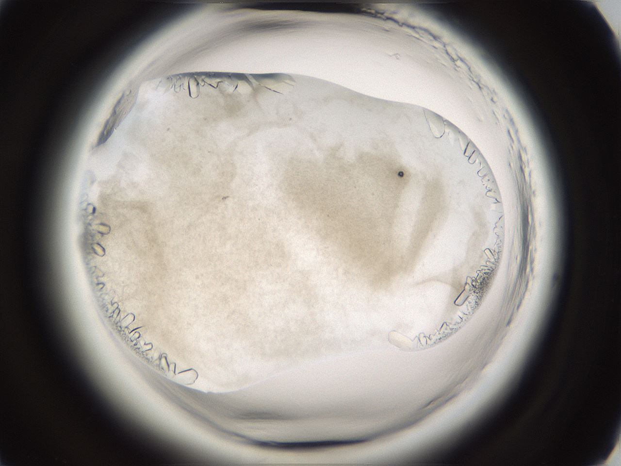 folderID661_plateID1661_batchID6958_wellNum61_profileID1_d2_r110556_ef.jpg