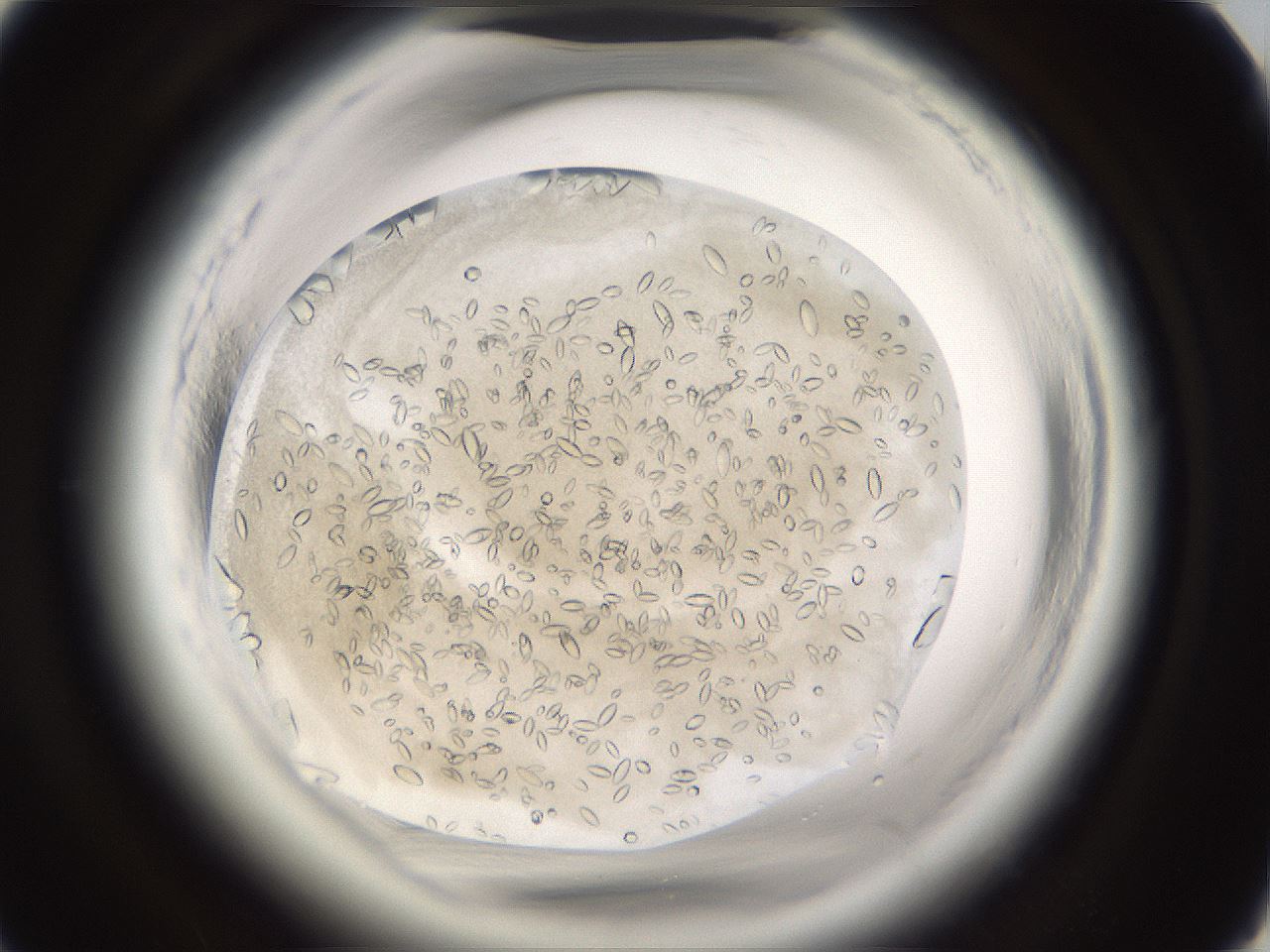folderID661_plateID1661_batchID6958_wellNum51_profileID1_d1_r110534_ef.jpg