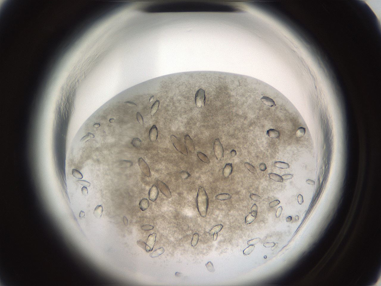 folderID696_plateID1696_batchID7042_wellNum3_profileID1_d1_r112563_ef.jpg