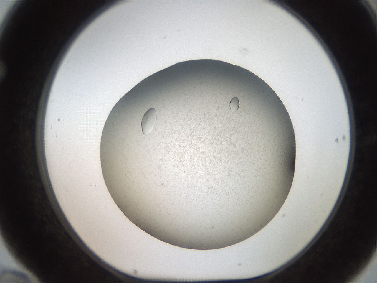folderID735_plateID1735_batchID7276_wellNum70_profileID1_d1_r115656_ef.jpg