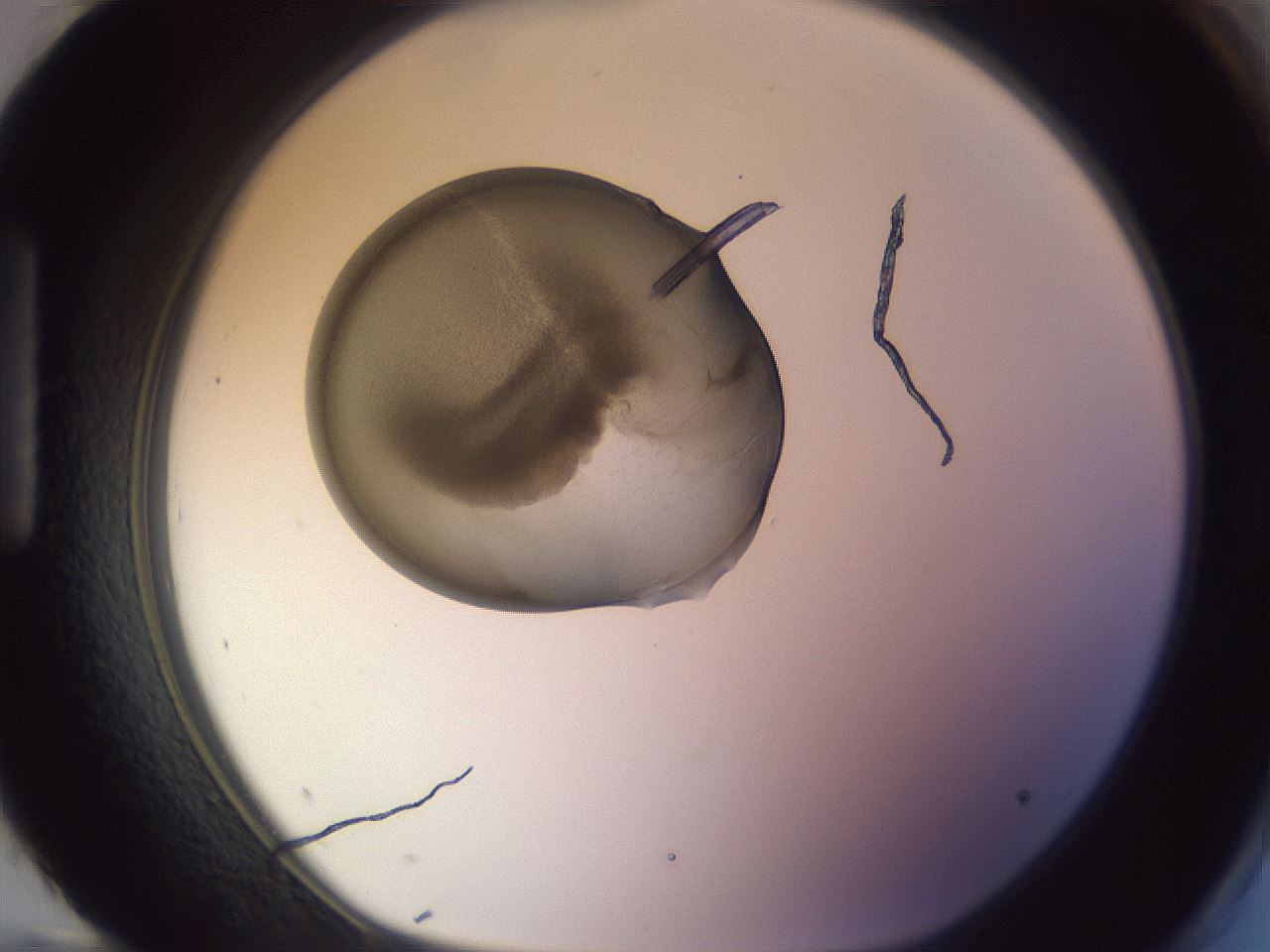 folderID799_plateID2799_batchID14921_wellNum96_profileID1_d1_r229894_ef.jpg