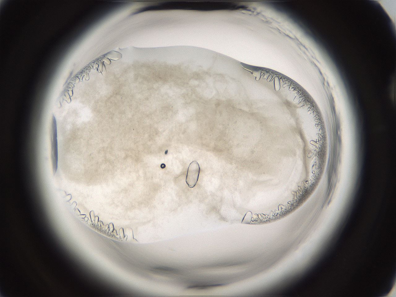 folderID661_plateID1661_batchID6958_wellNum73_profileID1_d2_r110583_ef.jpg