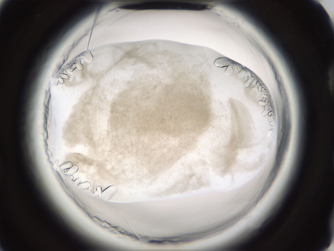 folderID661_plateID1661_batchID6958_wellNum74_profileID1_d2_r110586_ef.jpg
