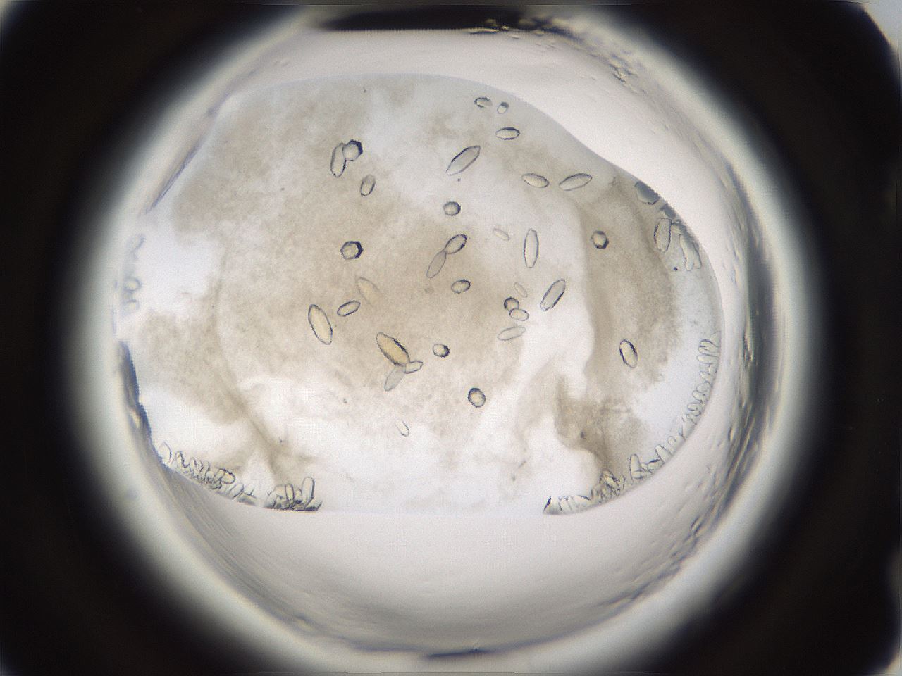 folderID661_plateID1661_batchID6958_wellNum77_profileID1_d2_r110595_ef.jpg