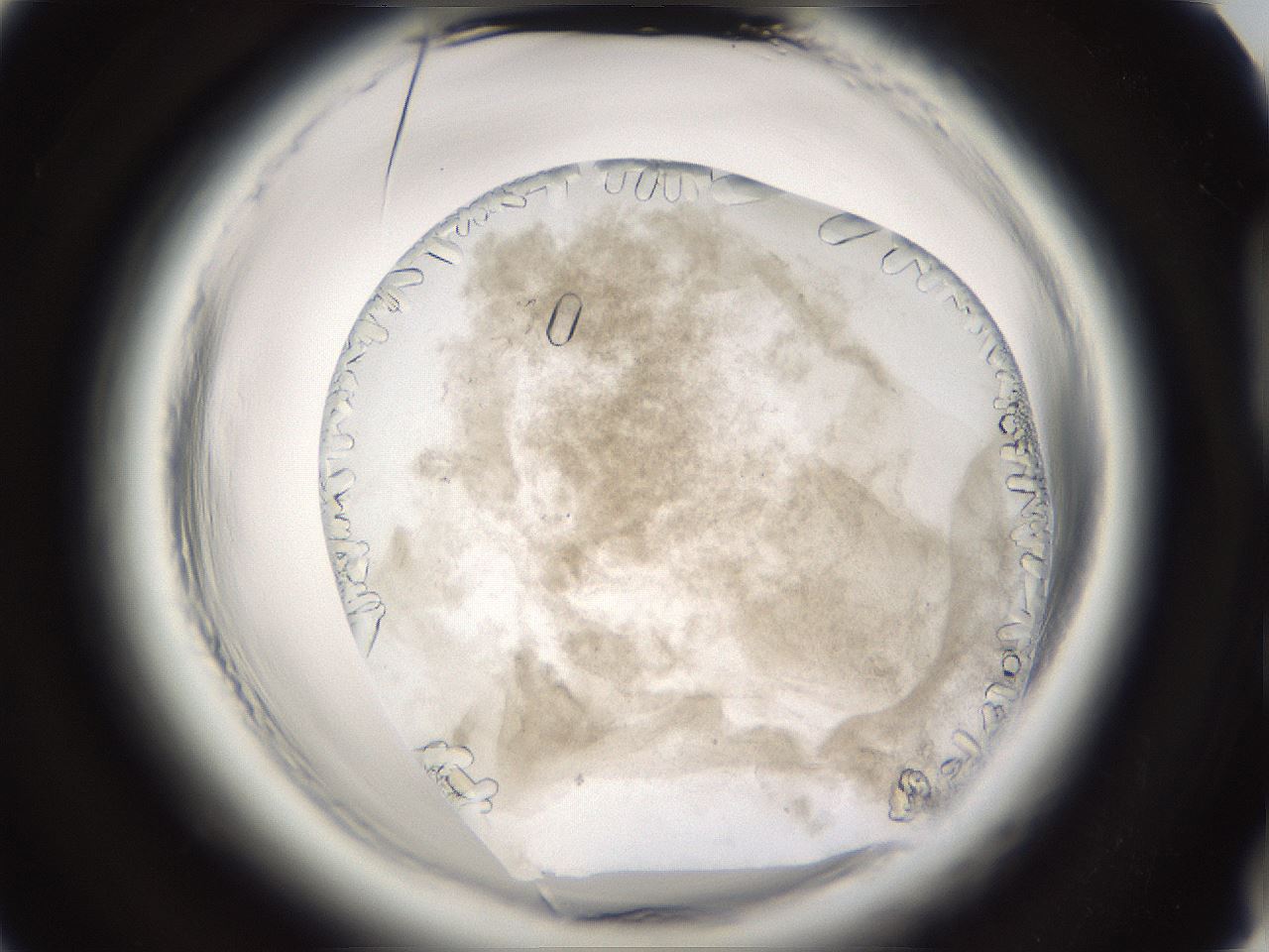 folderID661_plateID1661_batchID6958_wellNum86_profileID1_d2_r110613_ef.jpg