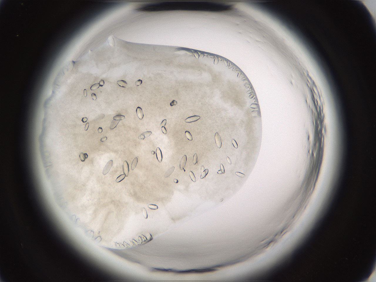 folderID661_plateID1661_batchID6961_wellNum13_profileID1_d2_r110448_ef.jpg