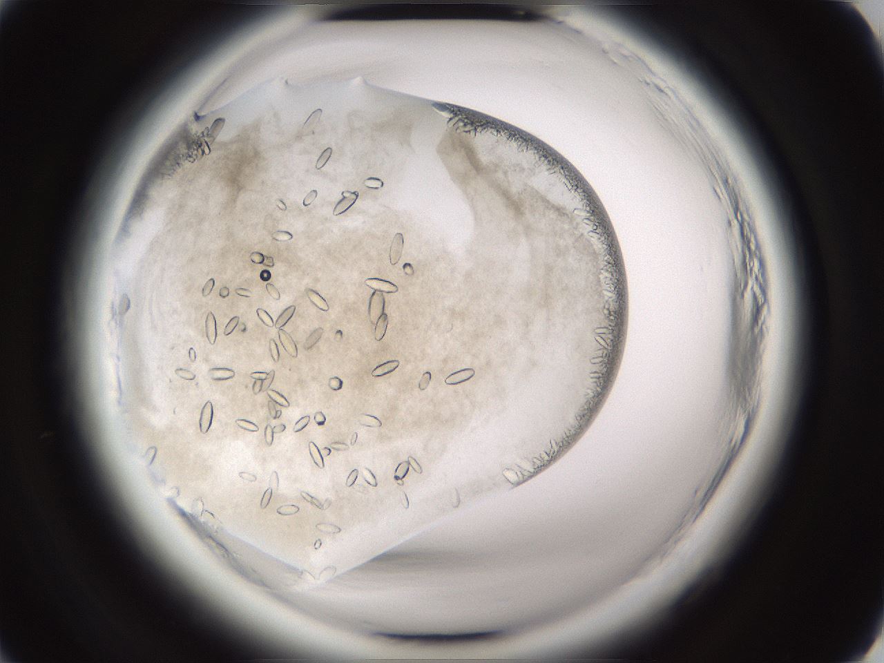 folderID661_plateID1661_batchID6961_wellNum14_profileID1_d2_r110451_ef.jpg