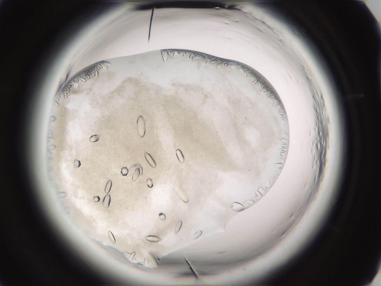 folderID661_plateID1661_batchID6961_wellNum25_profileID1_d2_r110475_ef.jpg
