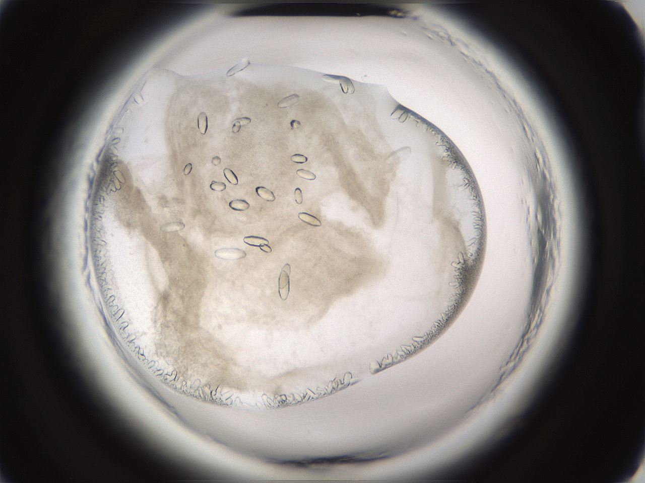 folderID661_plateID1661_batchID6961_wellNum26_profileID1_d2_r110478_ef.jpg