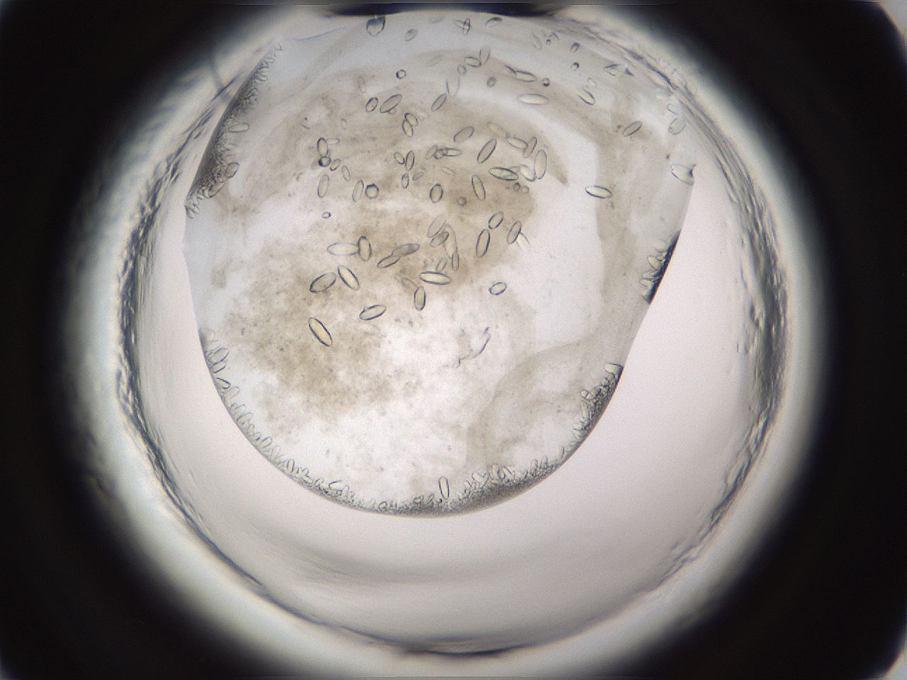 folderID661_plateID1661_batchID6961_wellNum2_profileID1_d2_r110640_ef.jpg
