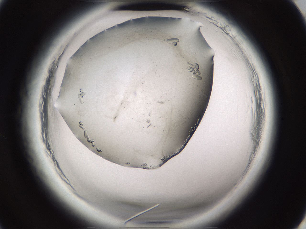 folderID661_plateID1661_batchID6961_wellNum2_profileID1_d3_r110641_ef.jpg