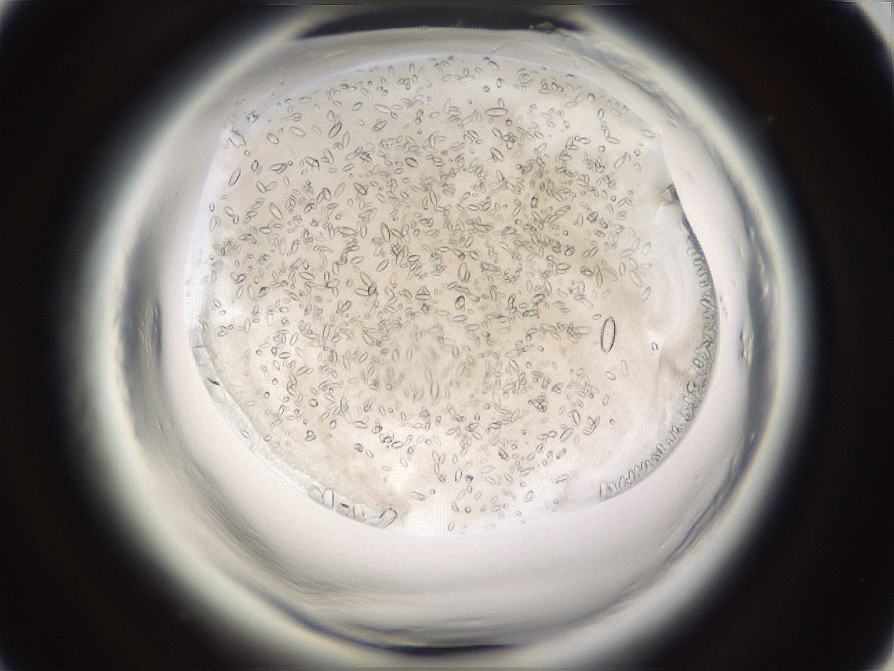 folderID661_plateID1661_batchID6961_wellNum43_profileID1_d1_r110519_ef.jpg