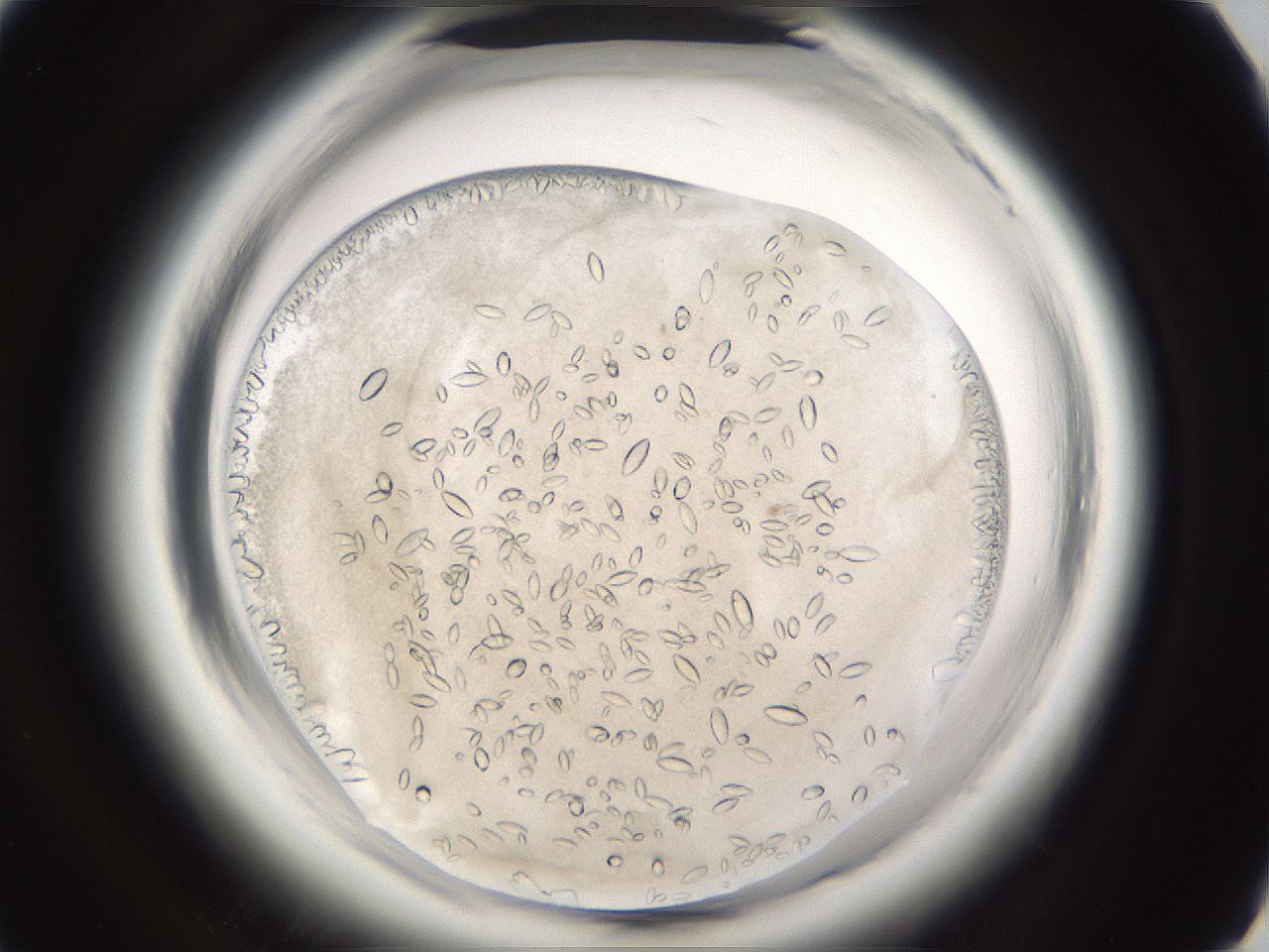folderID661_plateID1661_batchID6961_wellNum49_profileID1_d1_r110528_ef.jpg