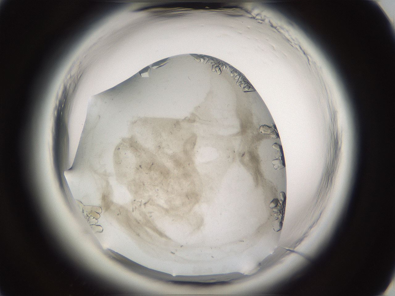 folderID661_plateID1661_batchID6961_wellNum49_profileID1_d3_r110530_ef.jpg