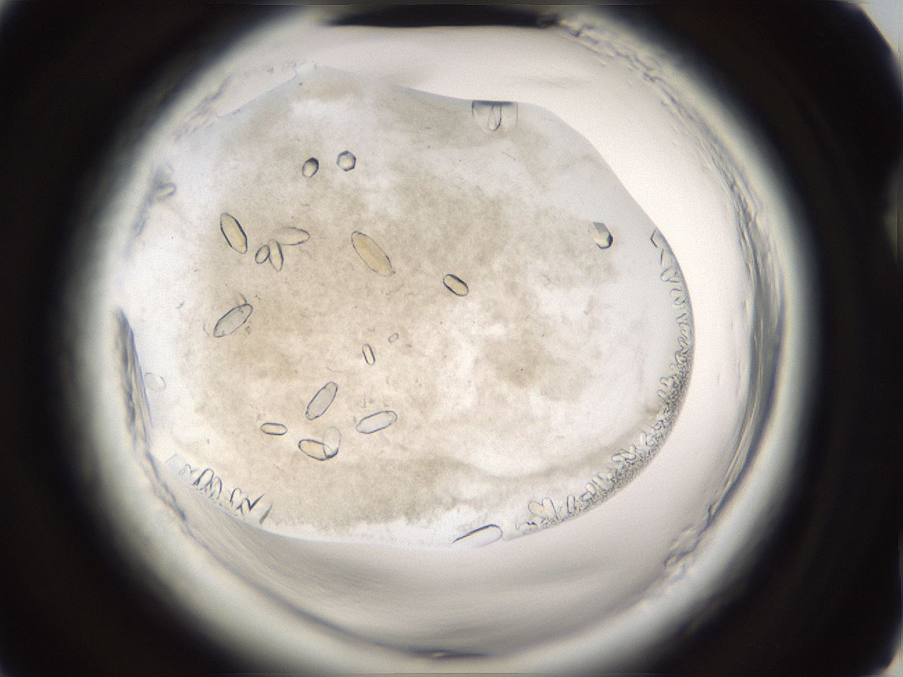 folderID661_plateID1661_batchID6958_wellNum75_profileID1_d2_r110589_ef.jpg