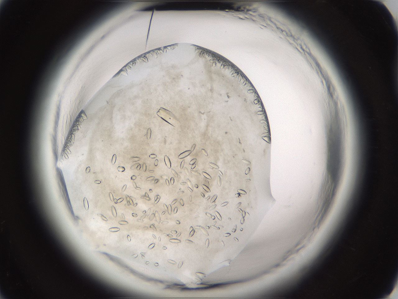 folderID661_plateID1661_batchID6961_wellNum28_profileID1_d2_r110484_ef.jpg