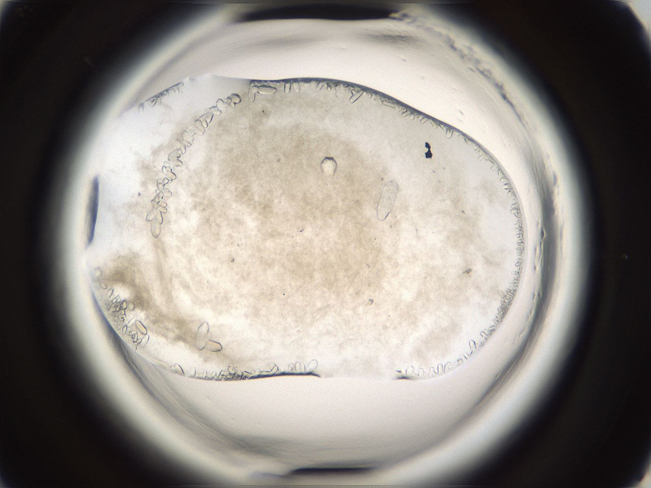 folderID661_plateID1661_batchID6961_wellNum69_profileID1_d2_r110580_ef.jpg