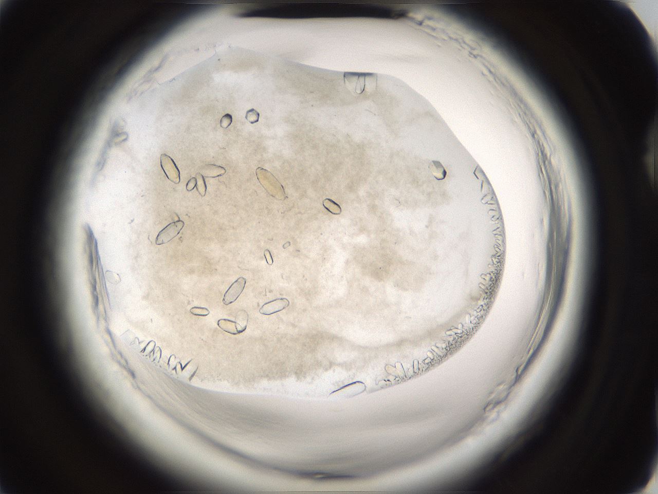 folderID661_plateID1661_batchID6961_wellNum75_profileID1_d2_r110589_ef.jpg