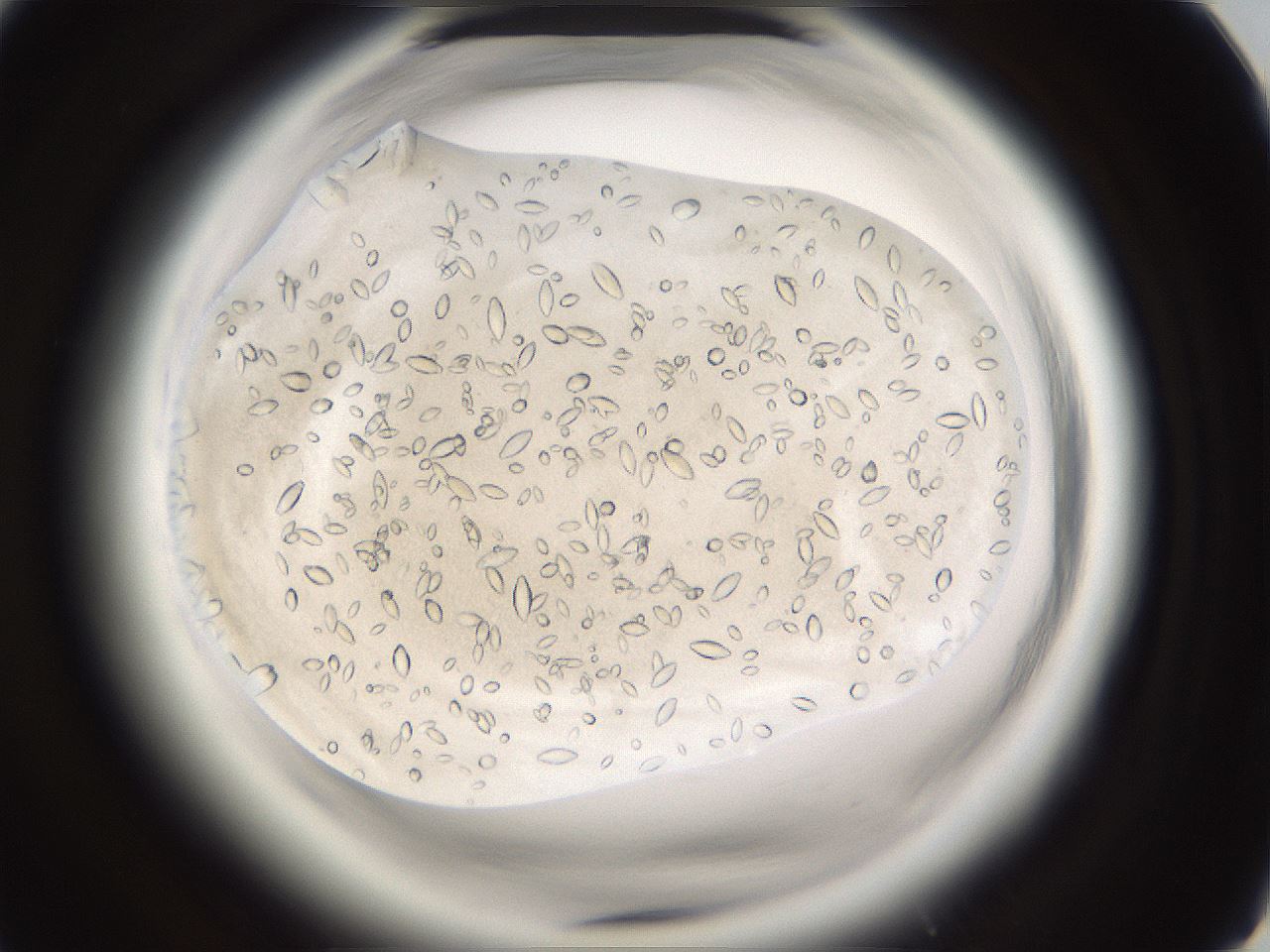 folderID661_plateID1661_batchID6961_wellNum85_profileID1_d1_r110609_ef.jpg