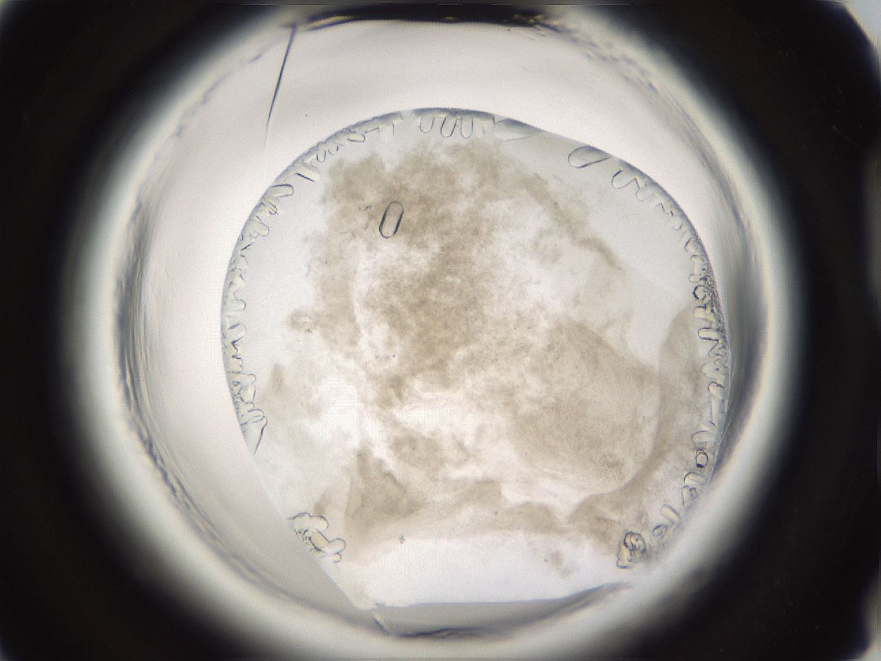 folderID661_plateID1661_batchID6961_wellNum86_profileID1_d2_r110613_ef.jpg