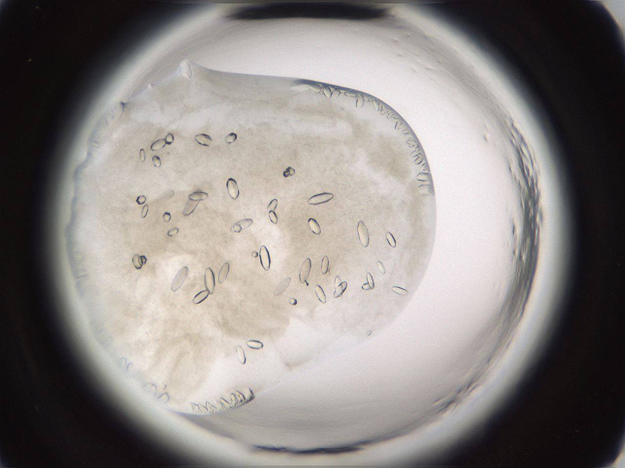 folderID661_plateID1661_batchID6964_wellNum13_profileID1_d2_r110448_ef.jpg