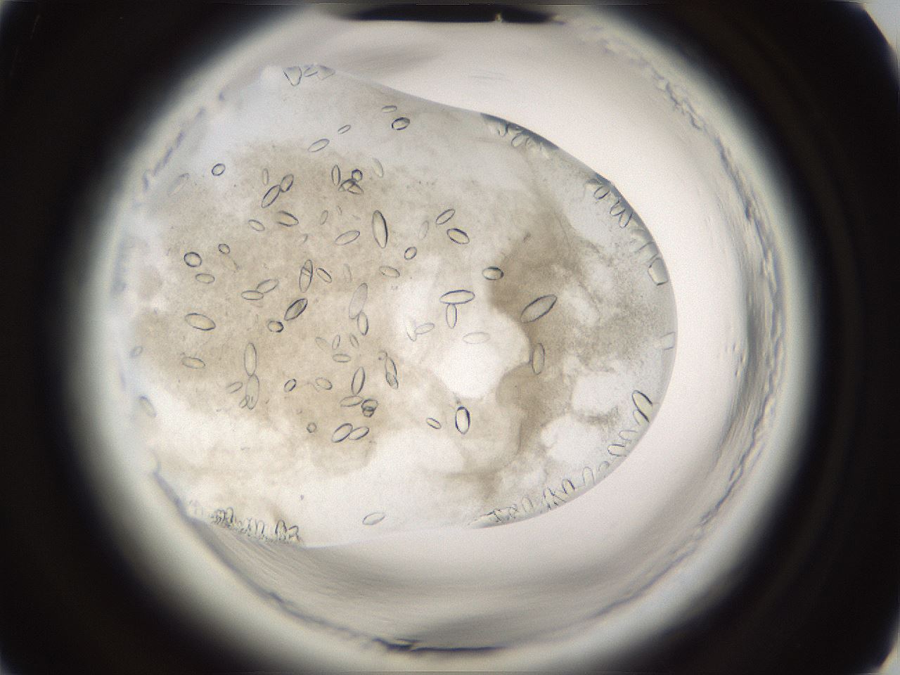 folderID661_plateID1661_batchID6964_wellNum39_profileID1_d2_r110508_ef.jpg
