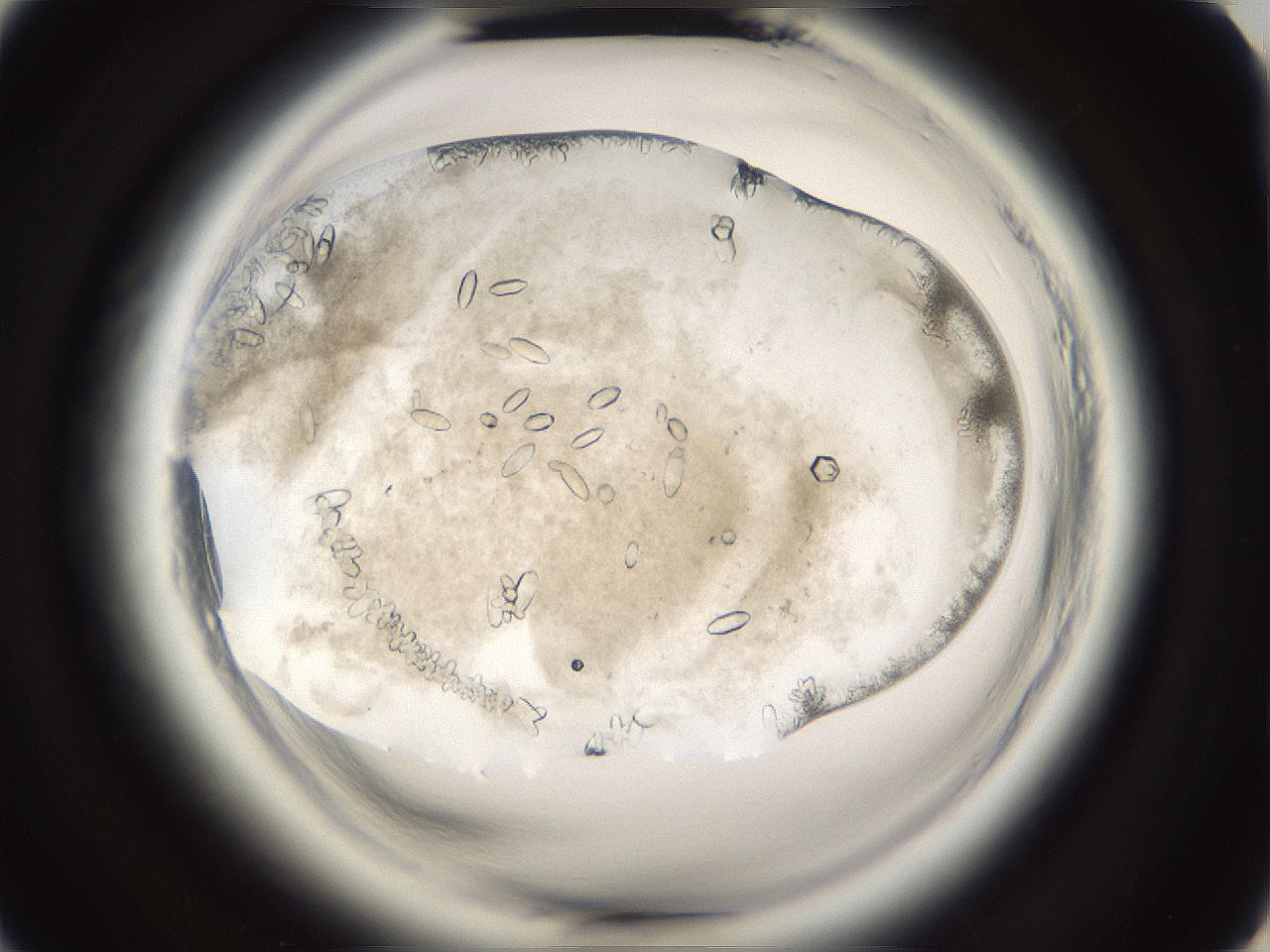 folderID661_plateID1661_batchID6964_wellNum44_profileID1_d2_r110523_ef.jpg
