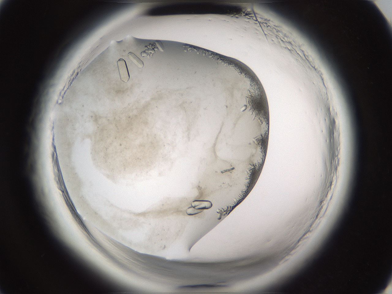 folderID661_plateID1661_batchID6964_wellNum4_profileID1_d3_r110647_ef.jpg