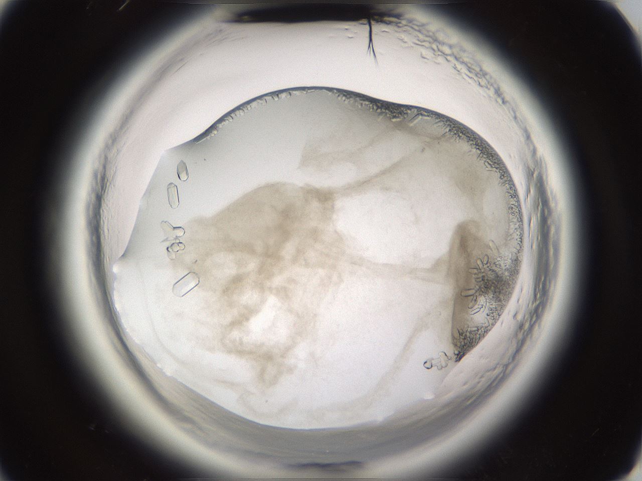 folderID661_plateID1661_batchID6964_wellNum52_profileID1_d3_r110539_ef.jpg
