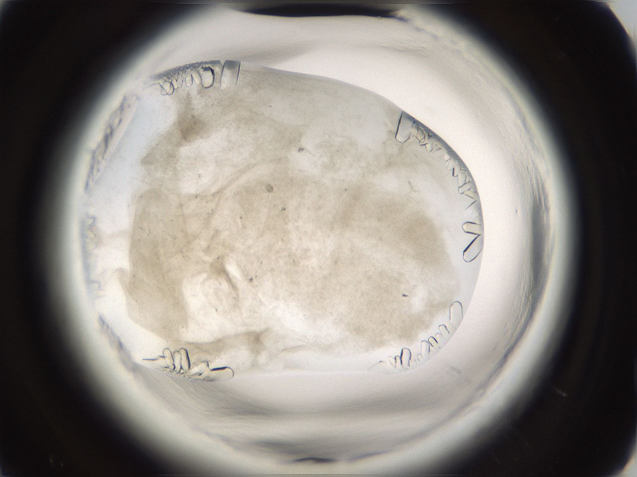 folderID661_plateID1661_batchID6961_wellNum63_profileID1_d2_r110562_ef.jpg