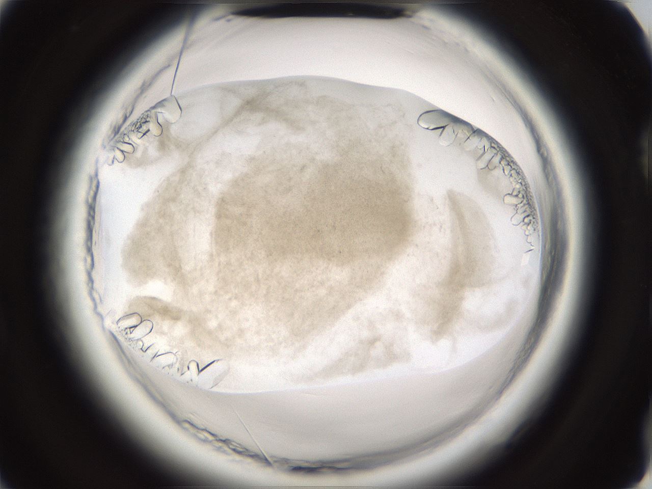 folderID661_plateID1661_batchID6961_wellNum74_profileID1_d2_r110586_ef.jpg