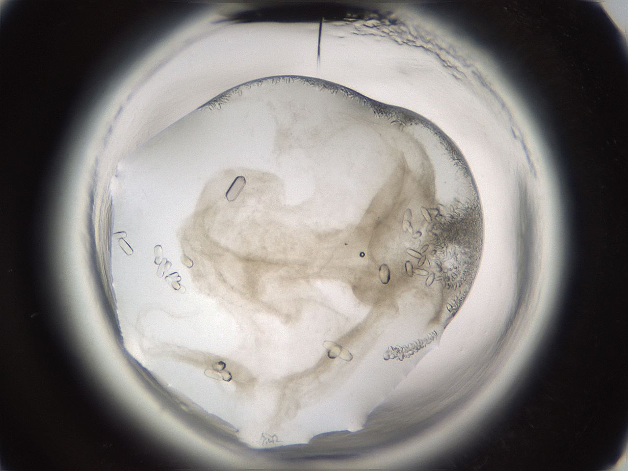 folderID661_plateID1661_batchID6964_wellNum28_profileID1_d3_r110485_ef.jpg